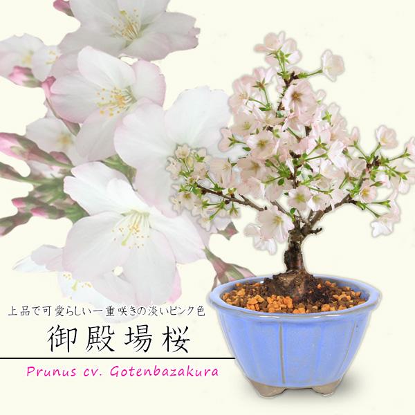 ミニ盆栽：御殿場桜(国産輪花均釉鉢）*(2026年開花終了)Sakura さくら