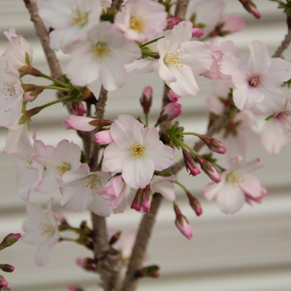 ミニ盆栽：御殿場桜(国産輪花均釉鉢）*(2026年開花終了)Sakura さくら