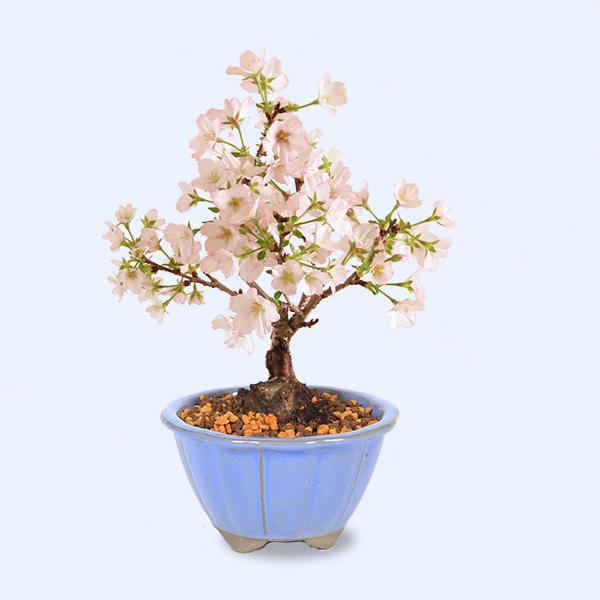 ミニ盆栽：御殿場桜(国産輪花均釉鉢）*(2026年開花終了)Sakura さくら