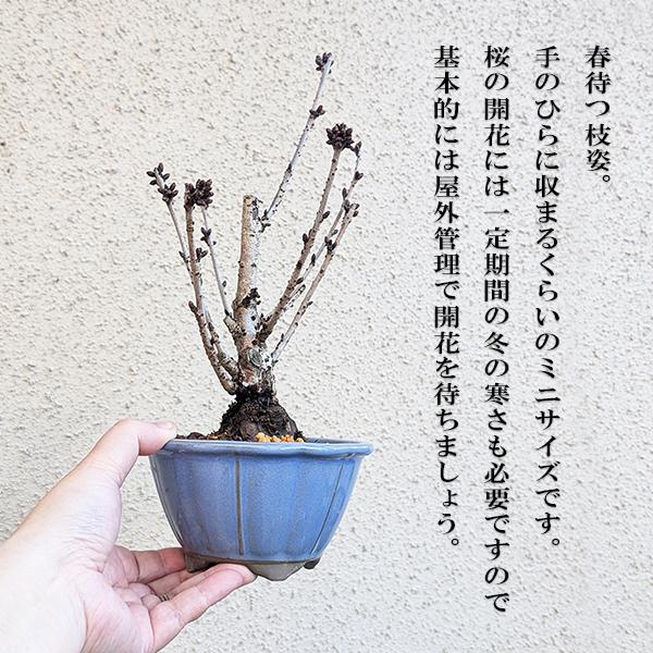 ミニ盆栽：御殿場桜(国産輪花均釉鉢）*(2026年開花終了)Sakura さくら