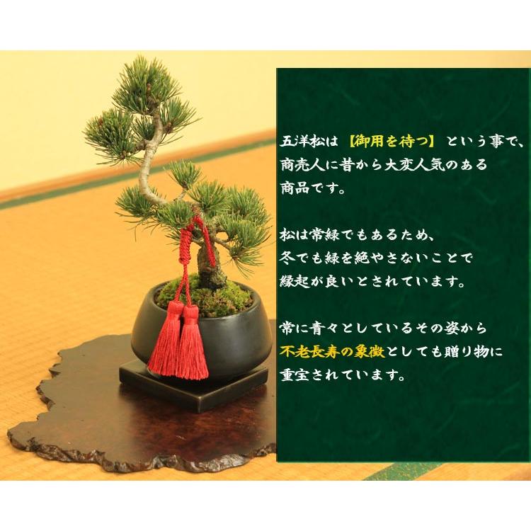 盆栽：五葉松（モダン鉢) 紐・受け皿付き*選べる紐付き 祝い 縁起