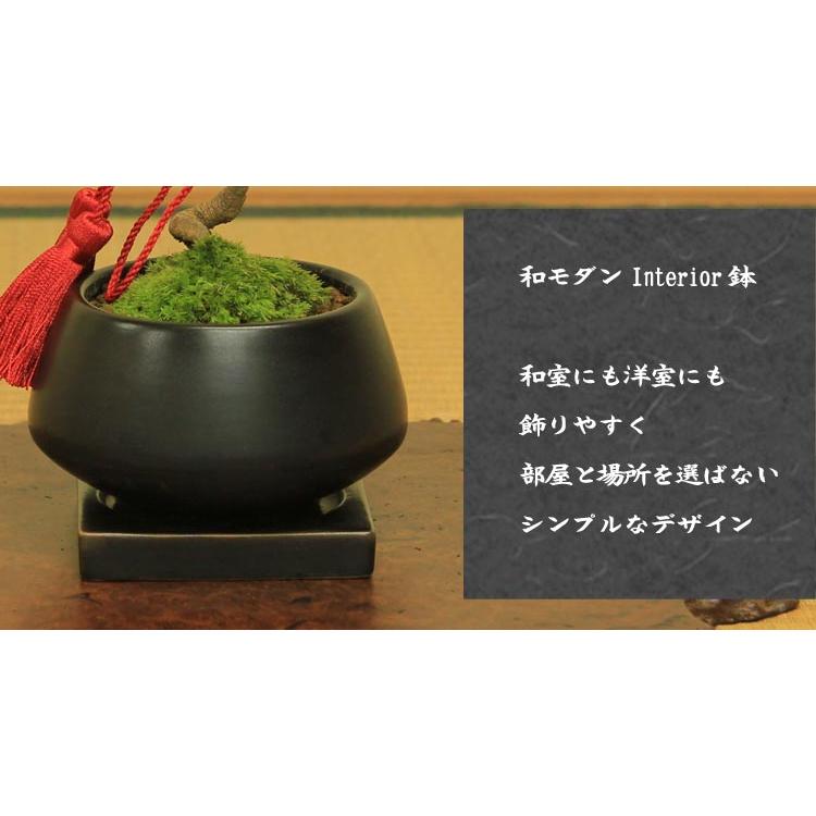 引き渡し予定者決定】盆栽 松の木 鉢付き
