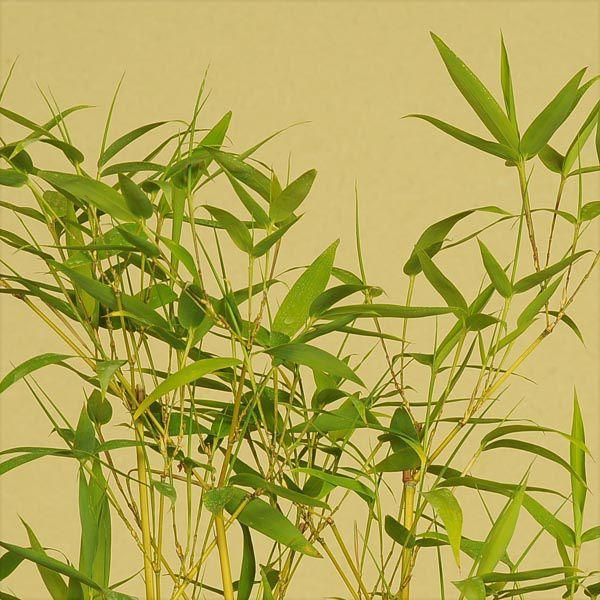 盆栽：ホテイチク（布袋竹）（瀬戸焼鉢）* : 遊恵盆栽 Yahoo!店