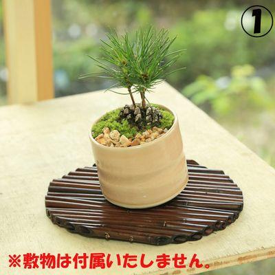 ミニ盆栽：松ぼっくりん(黒松)（モダン鉢)（受皿付）鉢選べますbonsai
