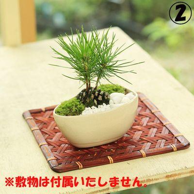 ミニ盆栽：松ぼっくりん(黒松)（モダン鉢)（受皿付）鉢選べますbonsai