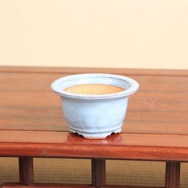 春嘉鉢 盆栽小鉢：春嘉（はるよし） 丸鉢13cm*現品 1品限り 資材 : 遊恵盆栽