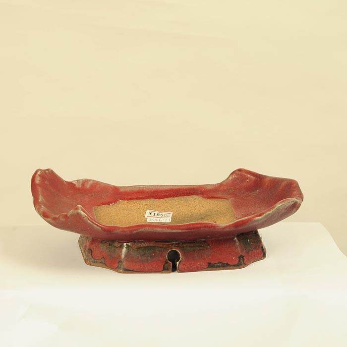 盆栽小鉢：平安虹泉 (長方鉢 22.0cm)*資材 : 遊恵盆栽 Yahoo!店 - 通販