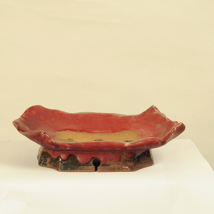 盆栽小鉢：平安虹泉 (長方鉢 22.0cm)*資材 : 遊恵盆栽 Yahoo!店 - 通販