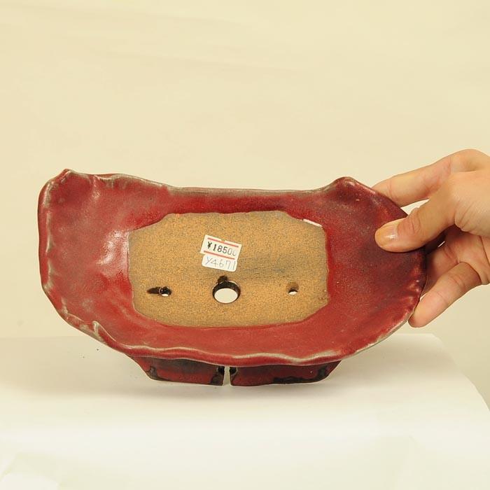 虹泉　盆栽鉢　小品　ミニ 盆栽小鉢：平安虹泉 (長方鉢 22.0cm)*資材 : 遊恵盆栽 Yahoo!店 - 通販