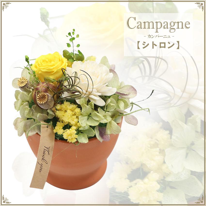 大阪長生堂 プリザーブドフラワー 選べる2色 カンパーニュ（S） 送料