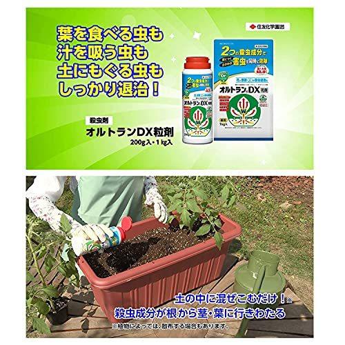 新品登場 住友化学園芸 0g オルトランdx粒剤 殺虫剤 害虫駆除 忌避剤 Www We Job Com