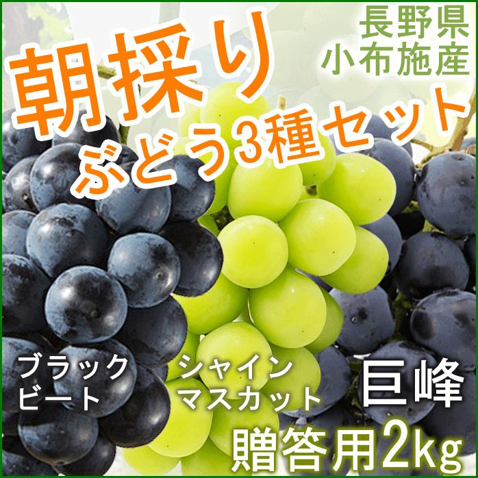 朝採り 3種のぶどうセット シャインマスカット 巨峰 ブラックビート 黄玉 朝採り 食べくらべ ギフト 贈答用 川上農園 葡萄 Grape ブドウ 産地直送 Grape 2 Y Fresh Premium 通販 Yahoo ショッピング