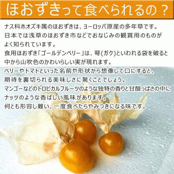 数量限定 食用ほおずき フルーツほおずき ほおずき ホオズキ 鬼灯