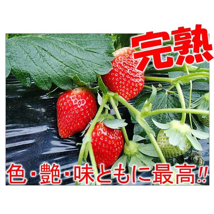完熟 とちおとめ 18粒入 いちご ギフト いちごっ子 茨城県産 完熟 とちおとめ 18粒入 いちご ギフト いちごっ子 茨城県産