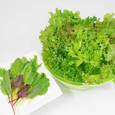 ふるさと納税 長野県 クリーンリーフ　レタスミックス2個セット | 