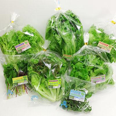ふるさと納税 長野県 クリーン健康野菜セット | 