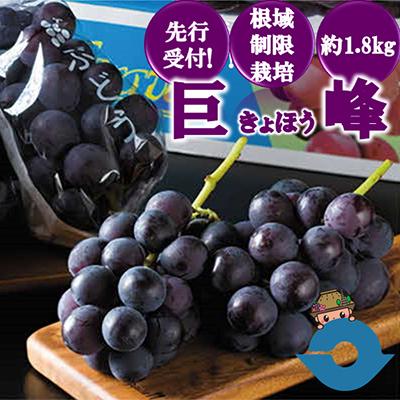 ふるさと納税 湯前町 [先行受付!][くまもと湯前産] 巨峰 約1.8kg※種あり(根域制限栽培)