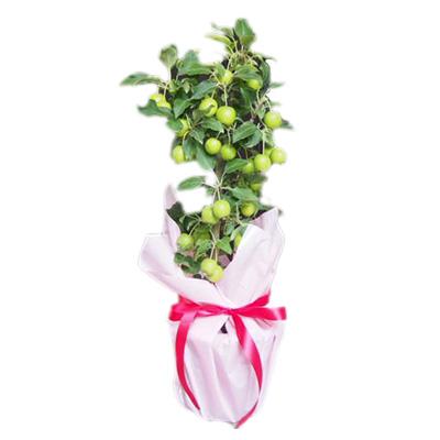 ふるさと納税 朝倉市 初心者でも簡単栽培、冬には真っ赤な小さなりんごがたくさん。実付き姫りんご『長寿紅』