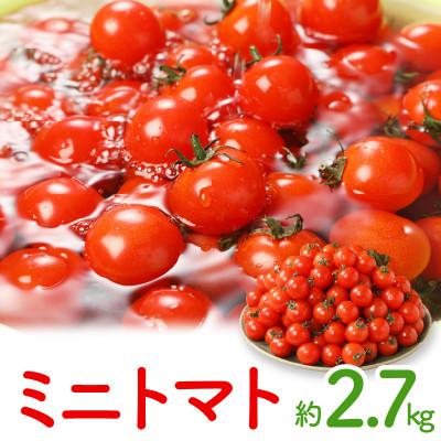 ふるさと納税 高松市 高松産季節の果物[ミニトマト]約2.7kg