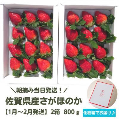 ふるさと納税 江北町 [R8年1月2月] 朝摘み当日発送!王様のいちご 2箱 0.8kg[佐賀県産さがほのか]