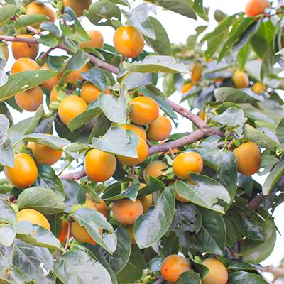 ふるさと納税 飯田市 信州の特産品「市田柿」ご家庭用 500g＜2027年1月中旬〜2月下旬発送＞ |  | 03