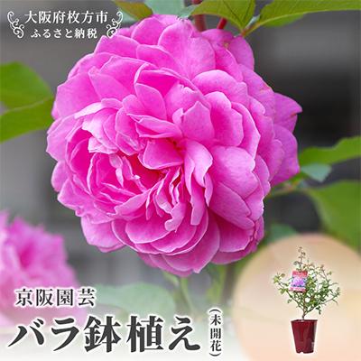 ふるさと納税 枚方市 「京阪園芸」のバラの鉢植え(未開花)