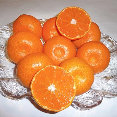 ふるさと納税 田原市 [2026年6月中旬より順次発送]田原市小林農園直送[ノーワックス]ハウスみかん12個入り