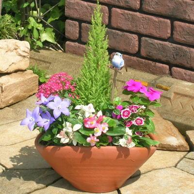 ふるさと納税 朝倉市 可愛いお花畑の寄せ植え(Mサイズ)
