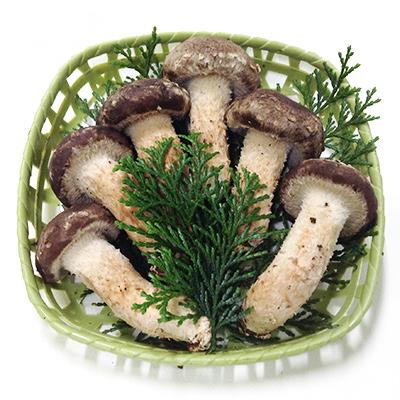 ふるさと納税 世羅町 松きのこ 180g