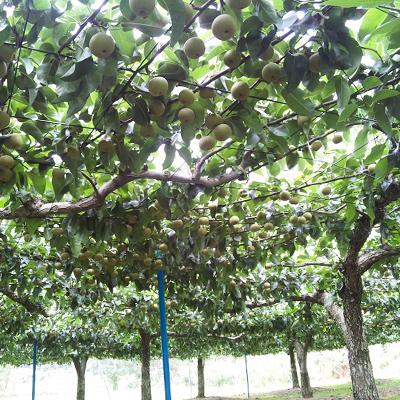 ふるさと納税 須賀川市 幸水梨5kg