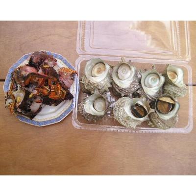 ふるさと納税 下田市 [伊豆の恵み2種 Aセット]ボイルサザエ・味噌汁用カット伊勢海老