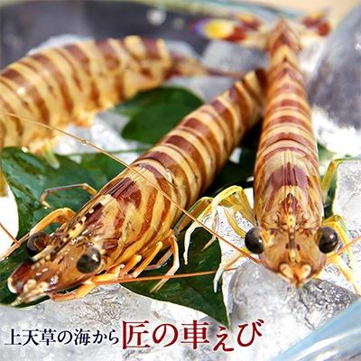 ふるさと納税 上天草市 匠の車えび[活き締め急速冷凍] 250g-3パック(30尾〜39尾)