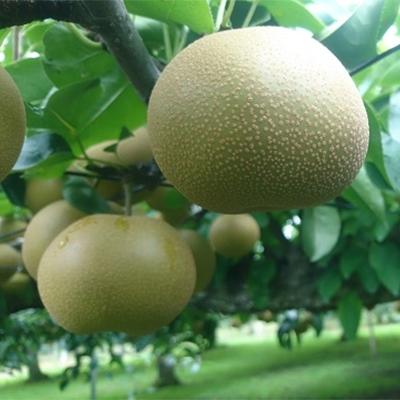 ふるさと納税 須賀川市 豊水 梨5kg