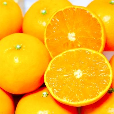 ふるさと納税 海南市 「せとか」と「麗紅」の詰め合わせ 3kg