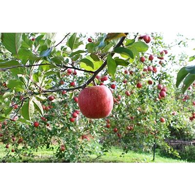 ふるさと納税 長野県 信州りんごジュース5種セレクト(紅玉)　160g×6本×5種類 |  | 02