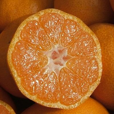 ふるさと納税 広川町 「久幸園」有田みかん15kg(7.5kg×2箱)