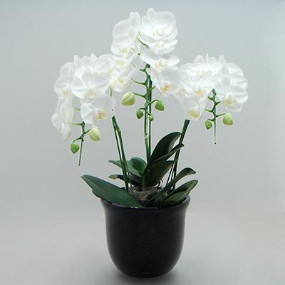 ふるさと納税 田原市 渥美半島たはらブランド 中村洋ランの胡蝶蘭 ミディ系白色3本陶器鉢寄せ植え