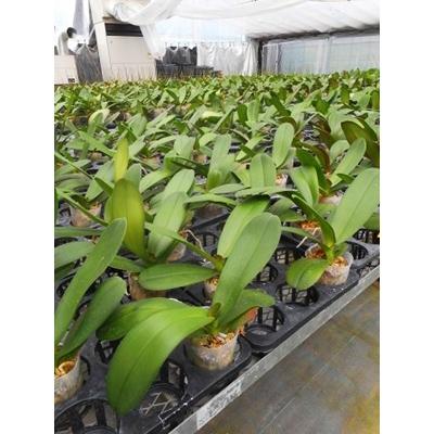 ふるさと納税 開成町 ★胡蝶蘭を育てようセット★[苗×1株][水コケ×1][肥料×1]