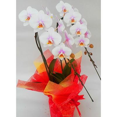ふるさと納税 開成町 ★胡蝶蘭(生花)★2本立ち【5号鉢】 | 