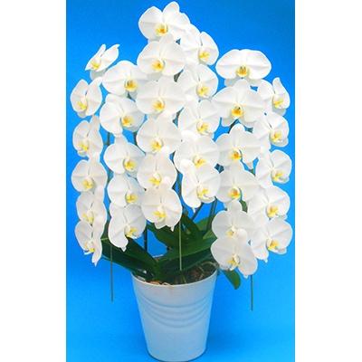 ふるさと納税 開成町 ★胡蝶蘭(生花)★3本又は5本立ち[7号鉢]