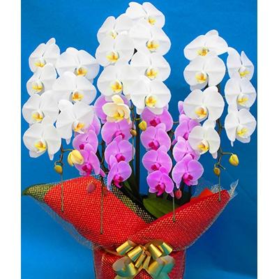 ふるさと納税 開成町 ★胡蝶蘭(生花)★5本立ち[8号鉢]