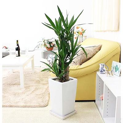 ふるさと納税 筑前町 青年の木(ユッカ) 7号+ホワイトスクエア陶器鉢 ストレート