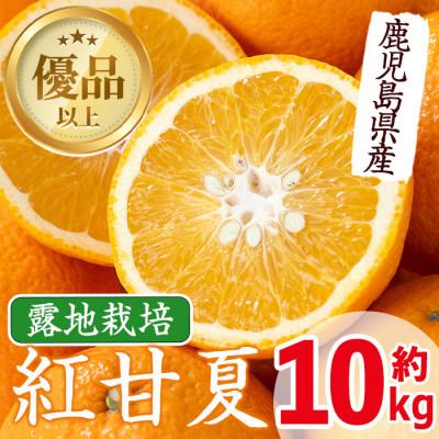 ふるさと納税 出水市 紅甘夏[10kg]