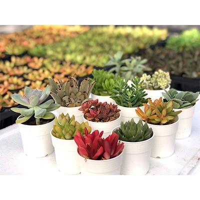ふるさと納税 木曽岬町 多肉植物寄せ植え苗 12鉢おまかせセット