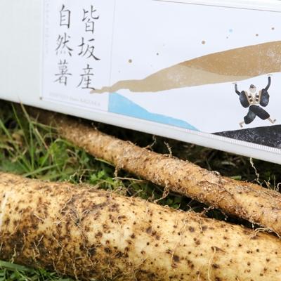 ふるさと納税 上郡町 皆坂の土地で栽培した自然薯