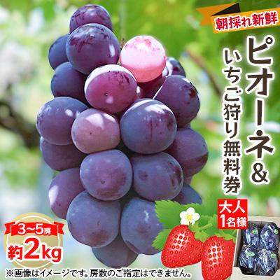 ふるさと納税 津山市 [2026年度発送分]朝採れ新鮮ピオーネ2kg&amp;いちご狩り無料券