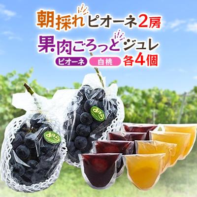 ふるさと納税 津山市 [2026年度発送分]朝採れ新鮮ピオーネ2房&amp;ピオーネと白桃果肉ごろっとジュレセット