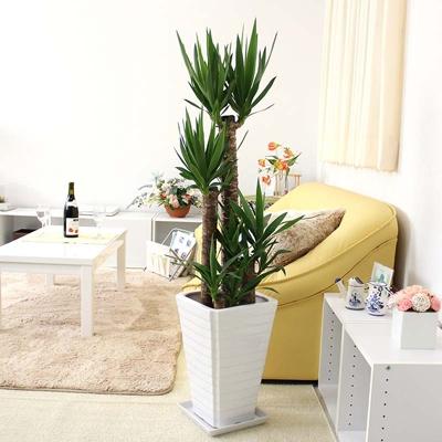 ふるさと納税 筑前町 青年の木(ユッカ) 8号 ホワイト陶器鉢