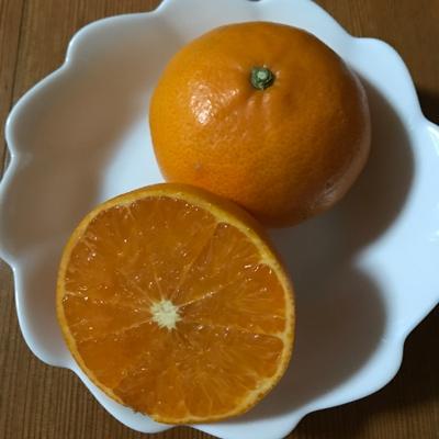 ふるさと納税 湯浅町 豊農園 せとか家庭用5kg