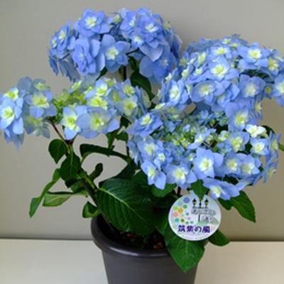 ふるさと納税 筑前町 福岡県育種開発のあじさい[筑紫の風]鉢植え 5.5号鉢